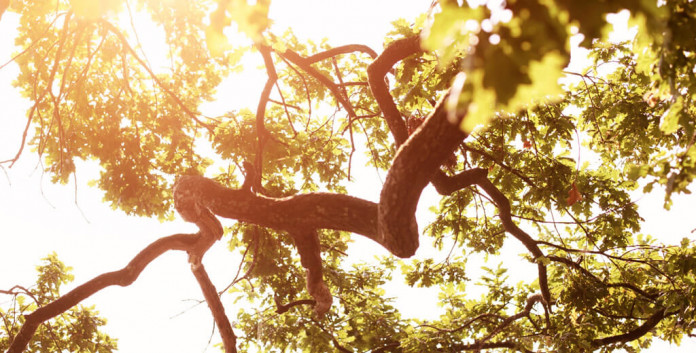 Klimaschutzziel übertroffen – Sparda-Bank Hamburg eG reduziert Treibhausgas-Emissionen um 19 Prozent