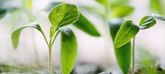 Bild zu: PAS 2060 – Klimaneutralität mit offiziellem Regelwerk