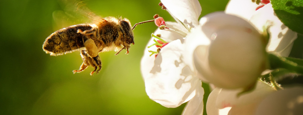 REWE Nachhaltigkeitsbericht: Biene fliegt auf Blume zu